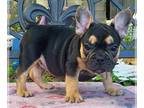 French Bulldog PUPPY FOR SALE ADN-788785 - French Bulldog Puppy for sale in