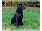 Labrador Retriever PUPPY FOR SALE ADN-788795 - AKC Labrador Retriever Black
