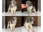 Poodle (Standard) PUPPY FOR SALE ADN-788800 - Parti merle