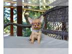Chihuahua PUPPY FOR SALE ADN-788812 - Beautiful blue eyed sable color chihuahua