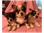 Cowboy Corgi PUPPY FOR SALE ADN-788831 - Adorable Cowboy Corgi girl puppys