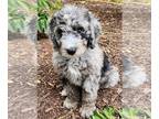 Aussiedoodle PUPPY FOR SALE ADN-788837 - Luna Female Aussiedoodle Blue Merle w