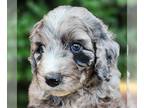 Aussiedoodle PUPPY FOR SALE ADN-788837 - Female Aussiedoodle Blue Merle with