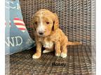Goldendoodle PUPPY FOR SALE ADN-788851 - Goldendoodle puppies F1bb