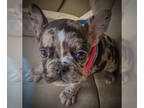 French Bulldog PUPPY FOR SALE ADN-788853 - Adorable 10wk old French Bulldog fur