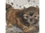 Shih Tzu Puppy for sale in Shelbyville, TN, USA