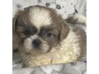 Shih Tzu Puppy for sale in Shelbyville, TN, USA