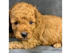 Poodle (Toy) Puppy for sale in Clinton, NC, USA