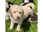 Goldendoodle Puppy for sale in Hilton, NY, USA