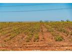 Plot For Sale In Anson, Texas