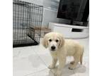 Golden Retriever Puppy for sale in Miami, FL, USA