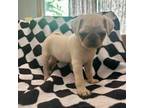 Pug Puppy for sale in Mount Gilead, OH, USA