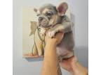 French Bulldog Puppy for sale in Waterford, MI, USA