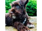 Schnauzer (Miniature) Puppy for sale in Cincinnati, OH, USA