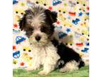 Yorkshire Terrier Puppy for sale in Laurel, MS, USA