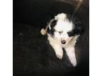 Australian Shepherd Puppy for sale in Ham Lake, MN, USA