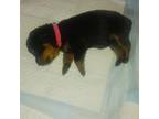 Rottweiler Puppy for sale in Camden, NJ, USA