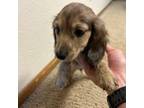 Dachshund Puppy for sale in Milton Freewater, OR, USA