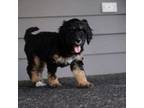 Mutt Puppy for sale in Fuquay Varina, NC, USA