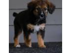 Mutt Puppy for sale in Fuquay Varina, NC, USA