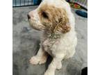 Mutt Puppy for sale in Broken Arrow, OK, USA