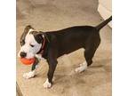 American Pit Bull Terrier Puppy for sale in Felton, DE, USA