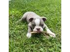 Boston Terrier Puppy for sale in Neosho, MO, USA