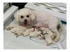 Bichon Frise Puppy for sale in Claremont, CA, USA