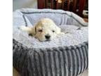Bichon Frise Puppy for sale in Claremont, CA, USA