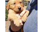 Golden Retriever Puppy for sale in Poway, CA, USA