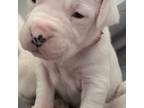 Dogo Argentino Puppy for sale in Fairhaven, MA, USA