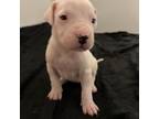 Dogo Argentino Puppy for sale in Fairhaven, MA, USA