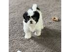 Shih Tzu Puppy for sale in Prospect Park, PA, USA