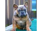 French Bulldog Puppy for sale in Wingate, NC, USA