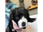 Spanish Water Dog Puppy for sale in Milford, NE, USA