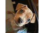 Chiweenie Puppy for sale in Hinesville, GA, USA