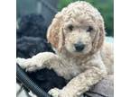 Goldendoodle Puppy for sale in Hagerstown, MD, USA