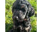 Goldendoodle Puppy for sale in Hagerstown, MD, USA