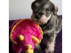 Schnauzer (Miniature) Puppy for sale in Folkston, GA, USA