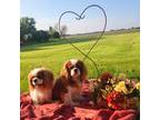 Cavalier King Charles Spaniel Puppy for sale in Prophetstown, IL, USA