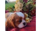 Cavalier King Charles Spaniel Puppy for sale in Prophetstown, IL, USA