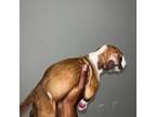Boxer Puppy for sale in Houston, TX, USA