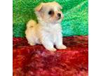 Maltese Puppy for sale in Davis, OK, USA