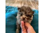 Pomeranian Puppy for sale in Sweeny, TX, USA