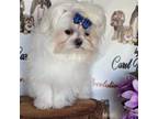 Maltese Puppy for sale in Las Vegas, NV, USA