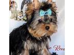 Yorkshire Terrier Puppy for sale in Las Vegas, NV, USA