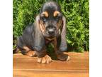 Basset Hound Puppy for sale in Dalton, OH, USA