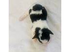 Mutt Puppy for sale in Guntersville, AL, USA