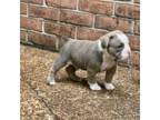 Olde English Bulldogge Puppy for sale in Germantown, TN, USA