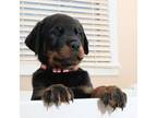 Rottweiler Puppy for sale in Pelzer, SC, USA